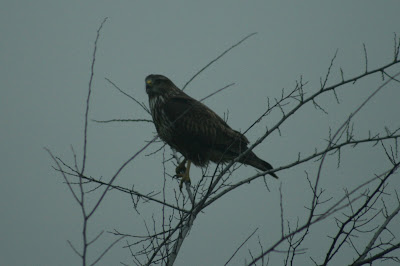 pilisvorosvar-daily-photo-buzzard