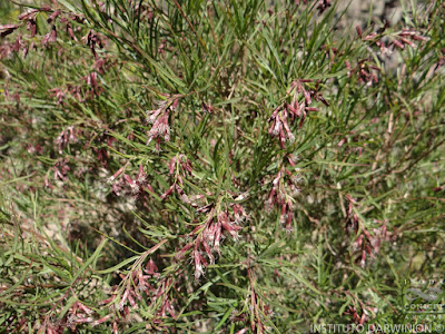 Chilca (Acanthostyles buniifolius)