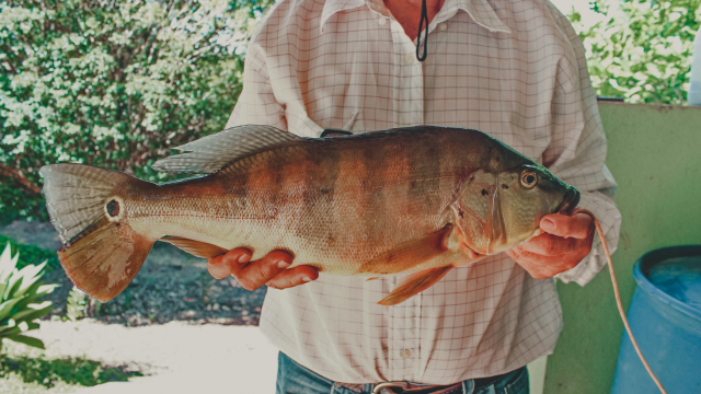 Memancing Ikan Peacock Bass