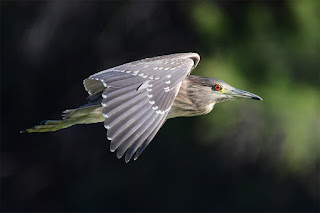 martinete-comun-nycticorax-nycticorax-juvenil-