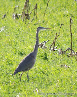 Great Blue Heron Catching Rodents, 12/02/10 Nine Acre Corner