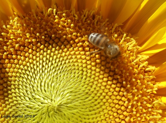 summer of sunflowers in Haymarket, Virginia