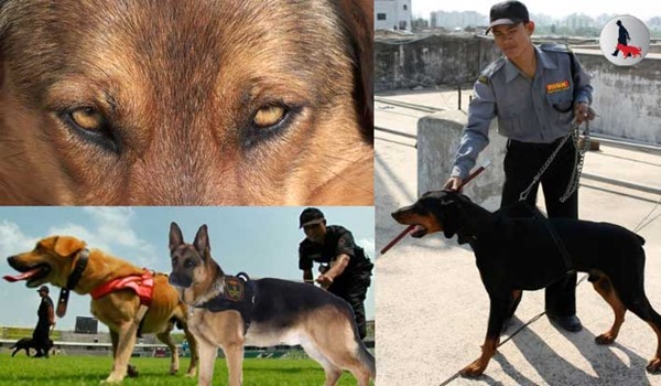 Risk Management Group Dog Squad