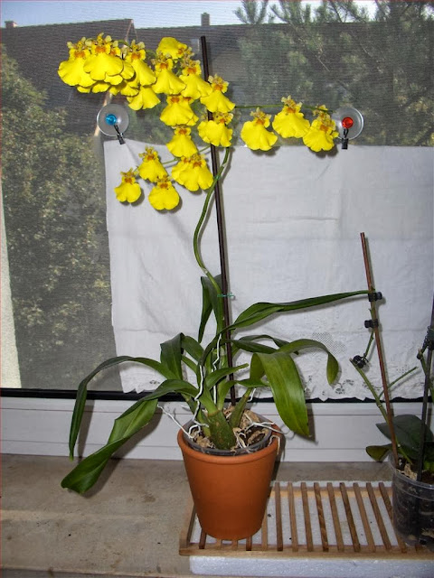 Orchidea Oncidium, intera pianta in vaso in fioritura. Fiori gialli con maculatura rosso mattone.