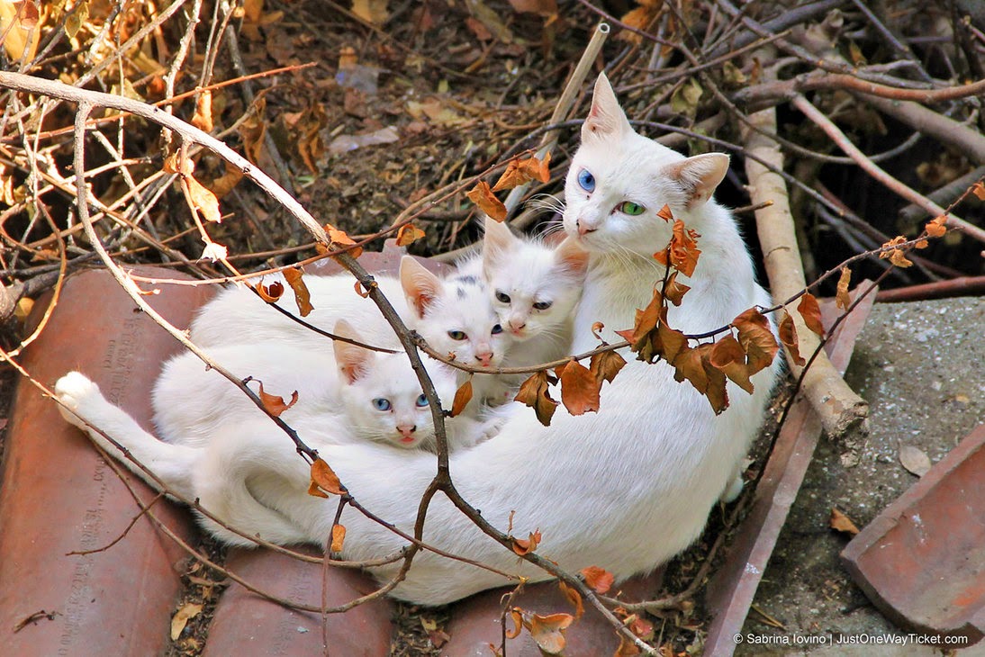 Foto dan Gambar Kucing Anggora yang lucu