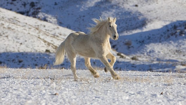 Beautiful Cute White Horse Pictures / Photos / Wallpapers / Running Horse