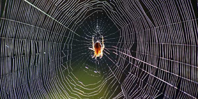 Ilmuwan Ungkap Rahasia Kekuatan Jaring Laba-laba