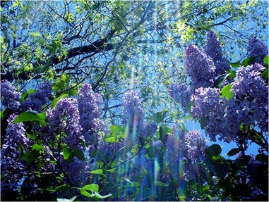 Paisagem pps email
