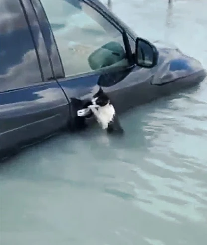 Grateful cat saved from Dubai flood while clinging to a car door handle