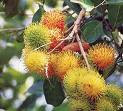 rambutan obat untuk penyakit diabetes