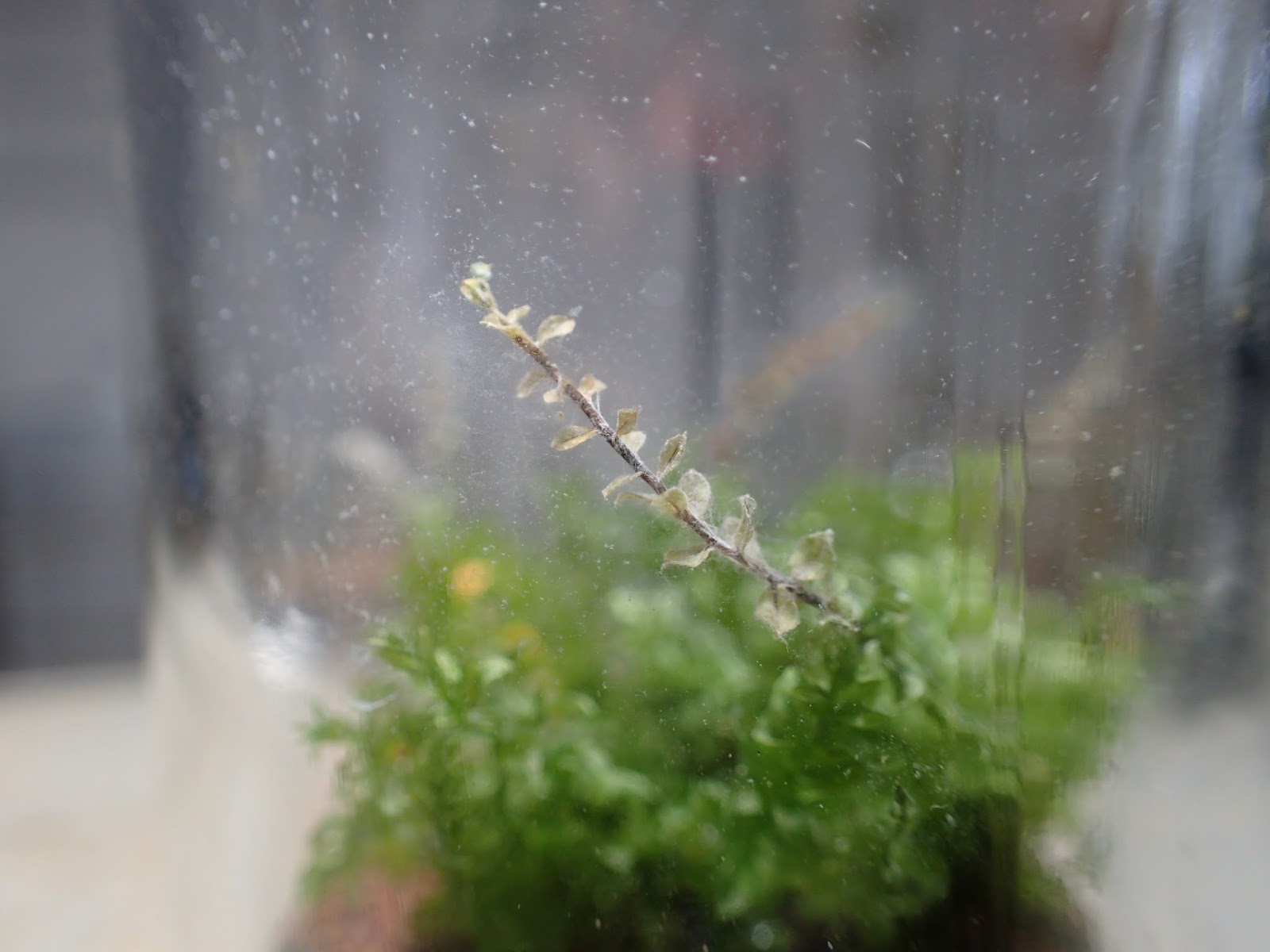 道草 Michikusa Blog 小さな苔の森 苔テラリウムの育て方 カビ対策 生えてしまったとき編