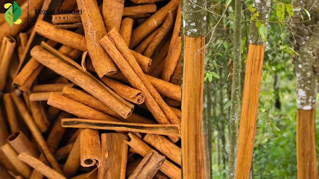 Unraveling the Origins of Cinnamon Where Does Cinnamon Come From in the World