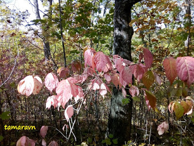 Бересклет малоцветковый (Euonymus pauciflorus)