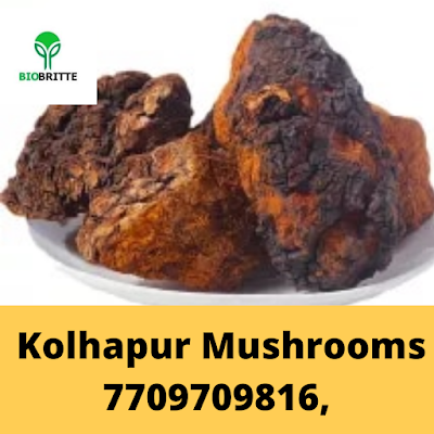 Buy Chaga Mushroom Company