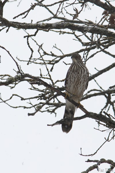 a hawk (2)