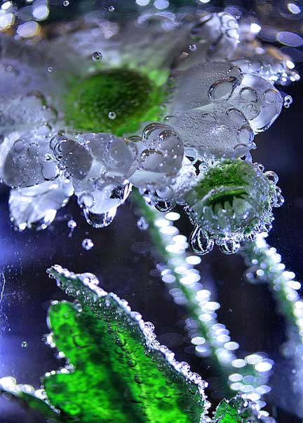 Beautiful Freezing Bubbles