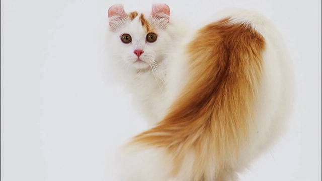 American Curl Cat