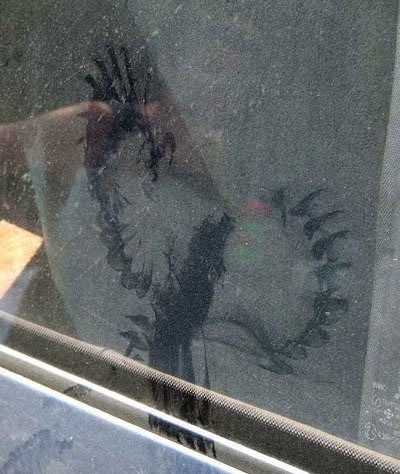 bird FAIL