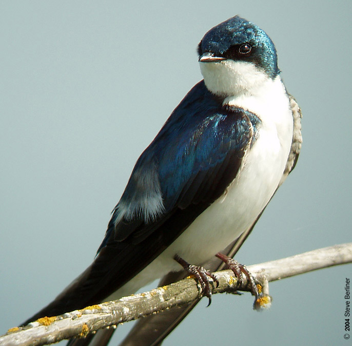 Swallow With Nest