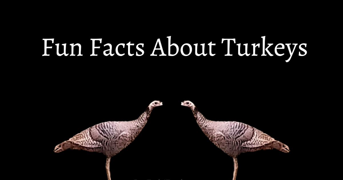 Fun Facts About Turkeys - And a Digital Turkey Project
