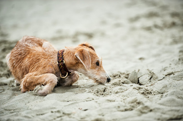 Sighthound & whippet pet portrait shoot at West Witterings Beach, Sussex