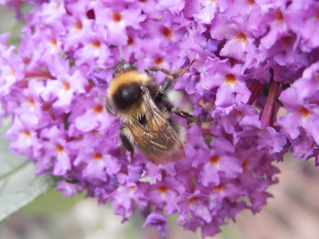 Bee on buddleia.  secondhandsusie.blogspot.co.uk