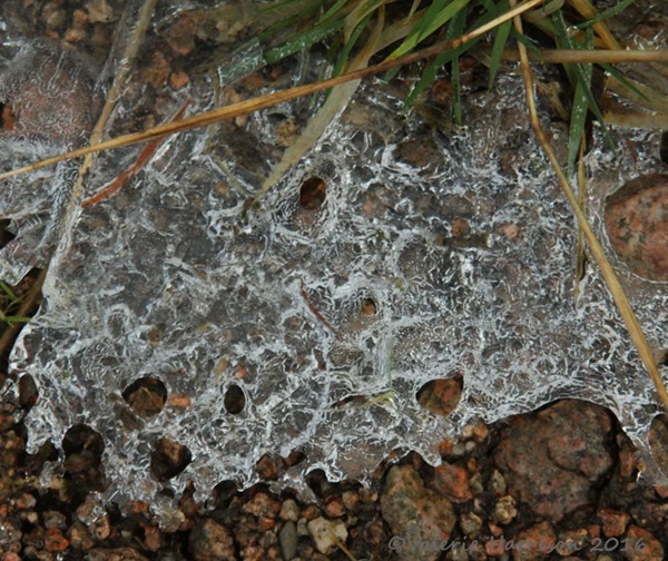 2-ice