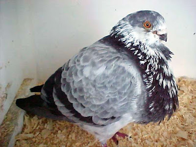 Valencian Pouter Pigeon