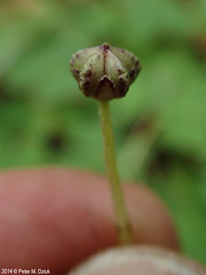 Кислица горная (Oxalis montana)