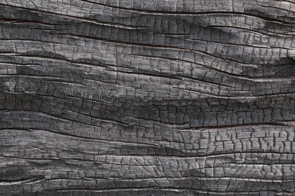 Burnt tree