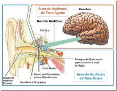 acufenostinitus