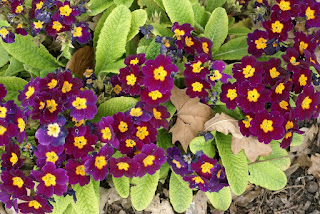 Photo de primevères diverses - Primevère de jardin - Primevère sauvage