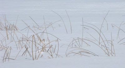 reeds frozen in ice