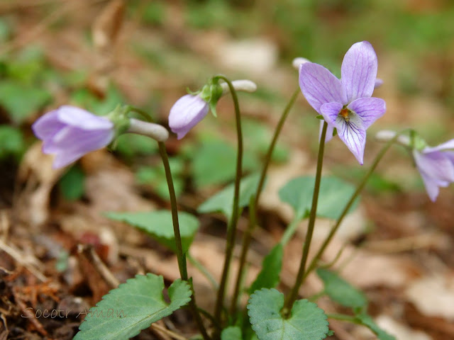 Viola japonica