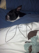 Winston had no trouble getting back to sleep. (fb img )