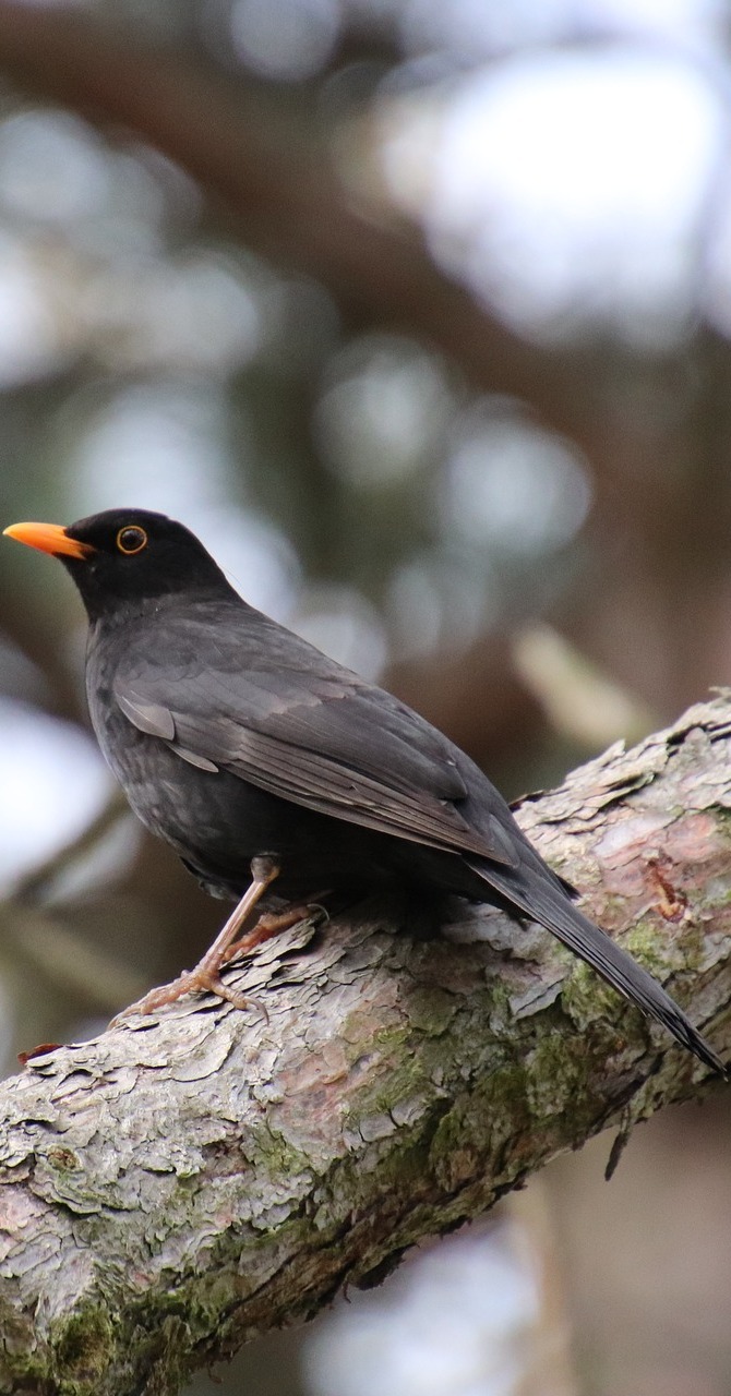 Picture of a common blackbird.