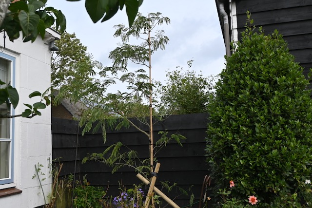 Albizia julibrissin geplant