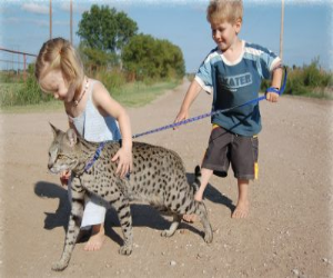 Savannah Cats Full Grown