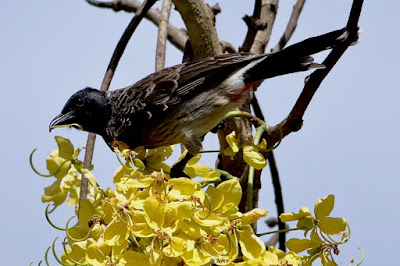 Red-vented Bulbul