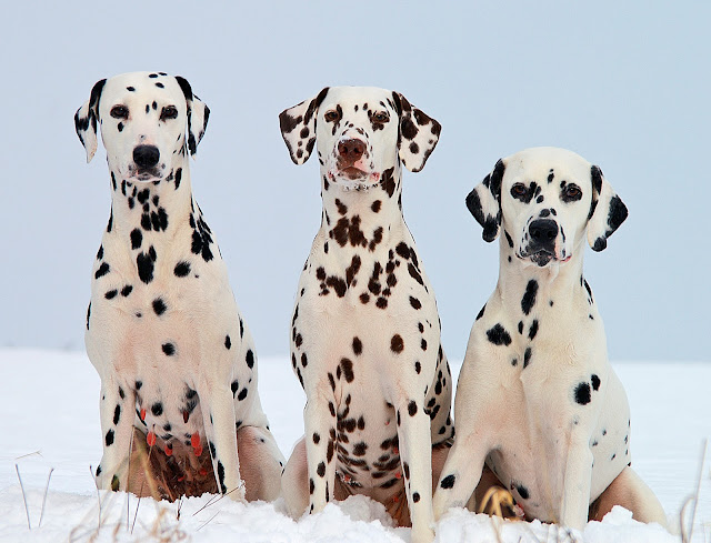 Dalmatian spots on black and liver