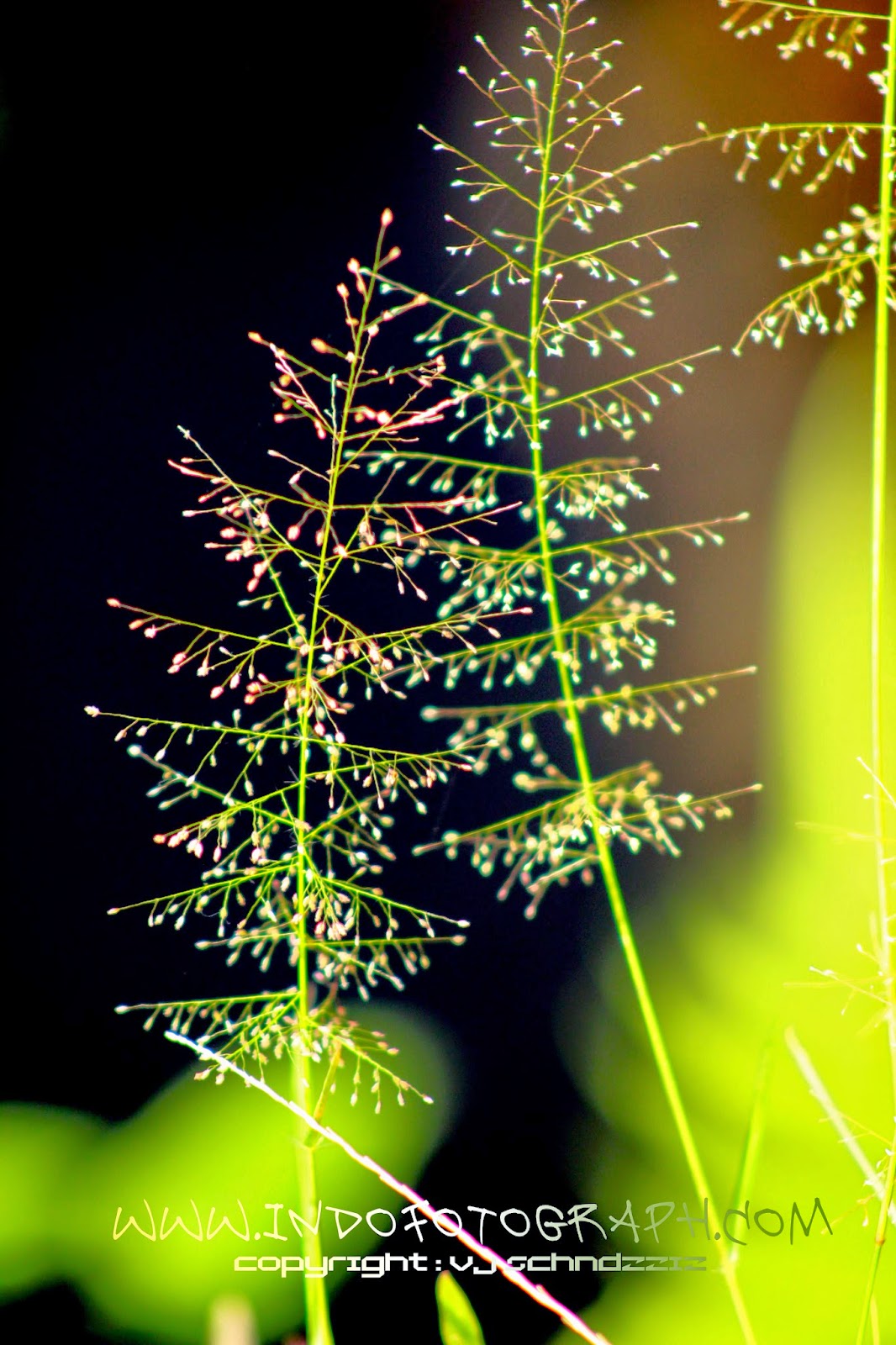 Contoh Hasil Foto Dari Jepretan CANON EOS 600D IndoFotographCom