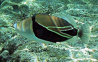 Humuhumunukunukuapuaa Hawaii State Fish