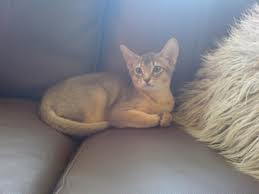 Blue Abyssinian Cat