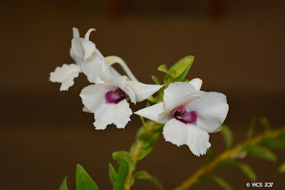 Dendrobium parthenium care and culture