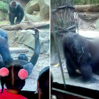 Gorila Tiba-Tiba Buat 'Aksi Tidak Senonoh' Depan Pengunjung Di Zoo