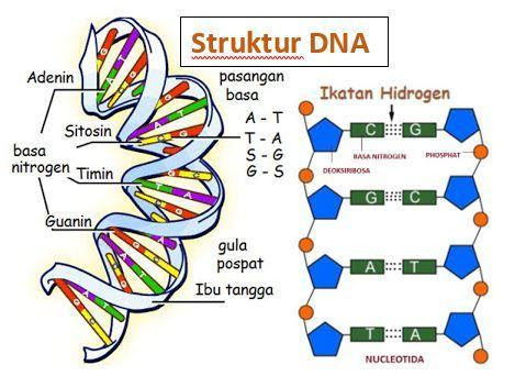 Gen merupakan komponen kimiawi dalam sel yang diekspresikan oleh sel dalam bentuk...