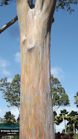 Rainbow eucalyptus trunk - Dole Plantation, Oahu, HI