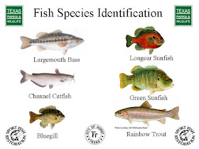 fish identification