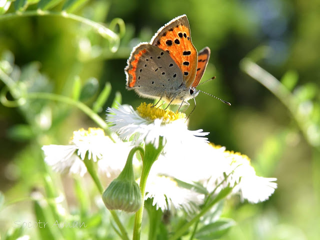 Lycaena phlaeas