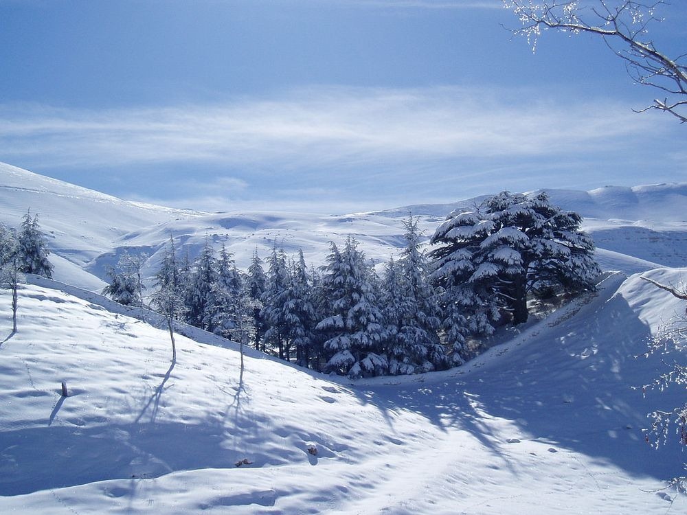 cedars-lebanon-1